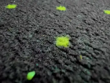 Chaturbate Live Porn of aisharouhi