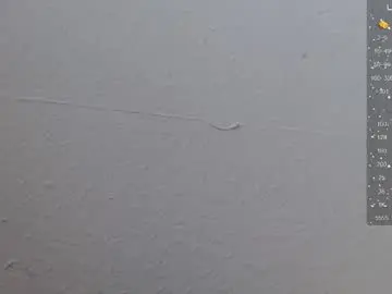 Chaturbate Live Porn of puca_eboony