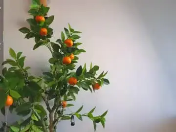 Chaturbate Sex Cam of oke_doke