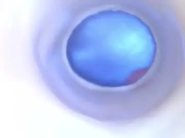 Chaturbate Free Live Porn of paulainoscente