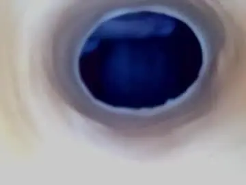 Chaturbate Sex Chat of paulainoscente