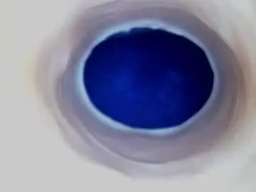 Chaturbate Best live sex cam show of paulainoscente