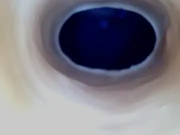 Chaturbate Free Live Porn of paulainoscente