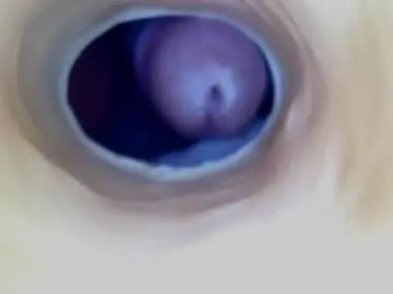 Chaturbate Free Live Porn of paulainoscente