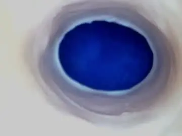 Chaturbate Sex Cam of paulainoscente