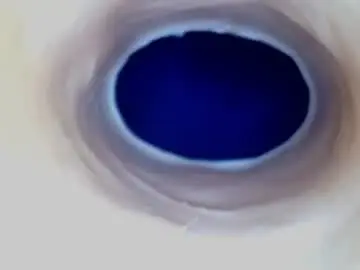 Chaturbate Live Porn of paulainoscente