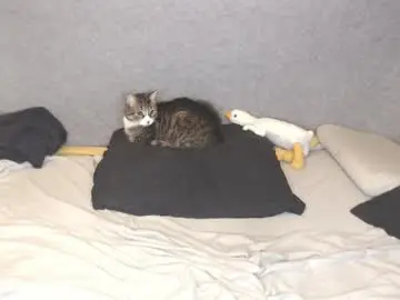 Chaturbate Best live sex cam show of michael_danymans