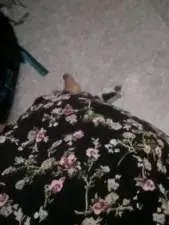 Dscgirls Free Porn Cam of Shygurl_Tamil