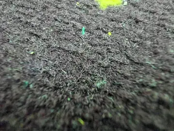 Stripchat Adult Webcam of AishaRouhi