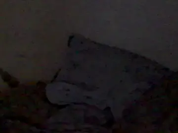 Stripchat Live Sex Cam of mariy_