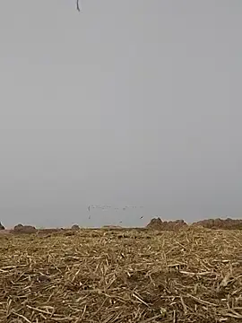 Stripchat Sex Chat of ThethunderPo