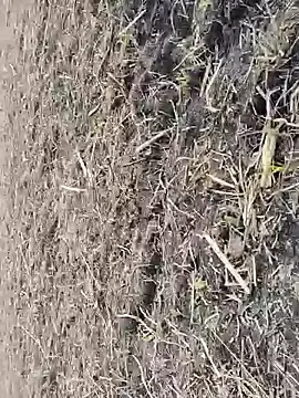 Stripchat Adult Webcam of ThethunderPo