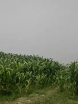 Stripchat Sex Chat of ThethunderPo