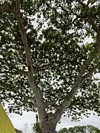 Stripchat Adult Webcam of Ken-boy_