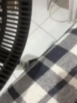 Stripchat Live Sex of boysquirt