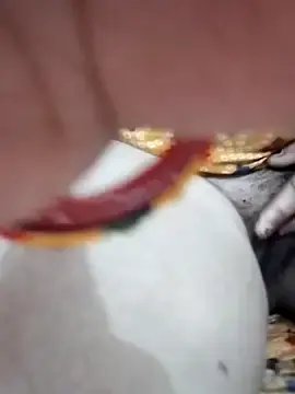 Stripchat Adult Webcams of Darling8008